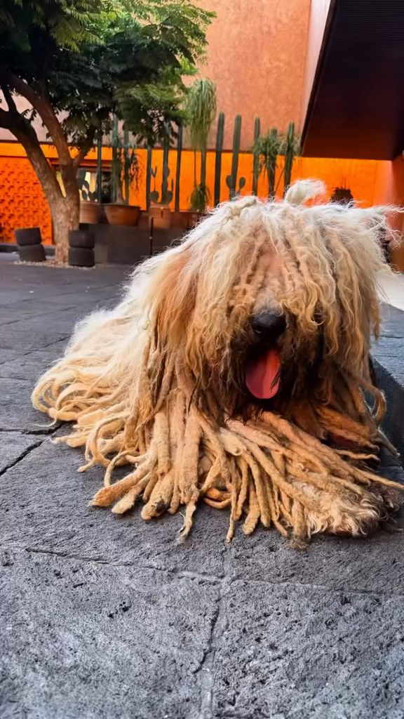 Kush era de raza Komondor