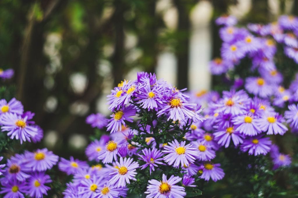 Aster.