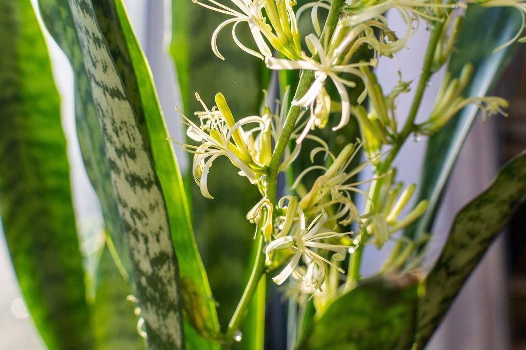 Sansevieria con flores