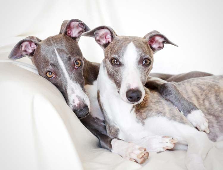 Dos whippet abrazados
