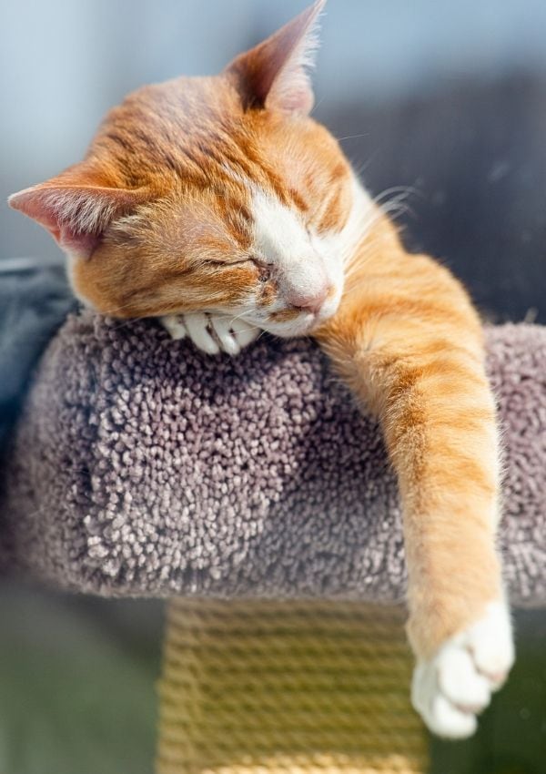 Gato durmiendo
