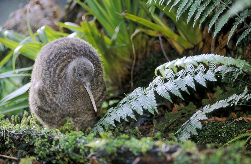 parque-kiwis