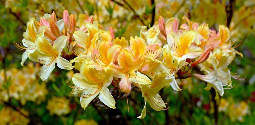 Azalea ('Rhododendron') con la flor amarilla