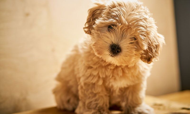 de que color son los perros maltipoo