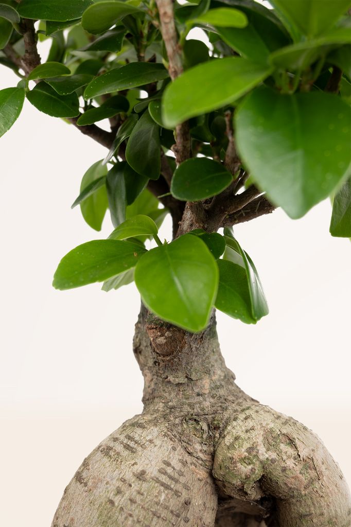 Variedades de ficus, ¿sabes diferenciarlos? Aprende a hacerlo junto a ...