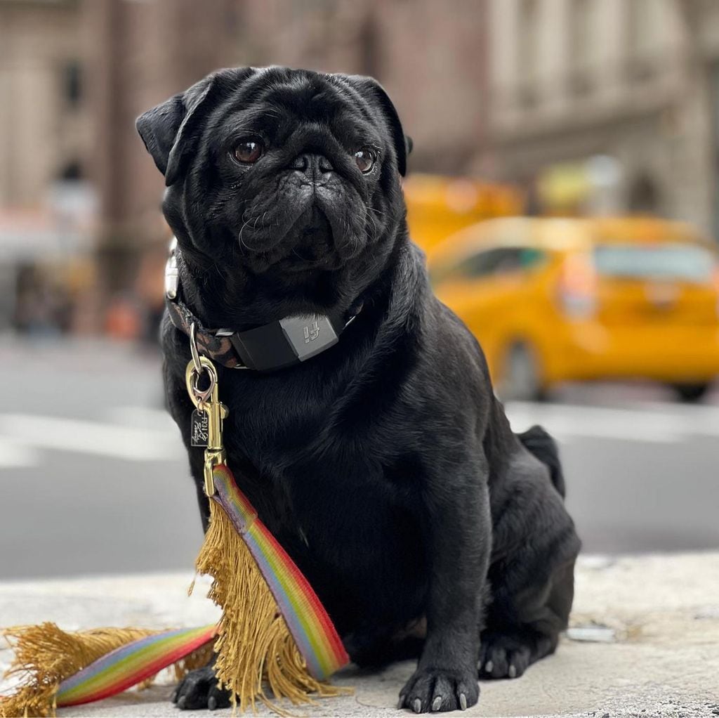 Gordo, el perro de los Aguilar