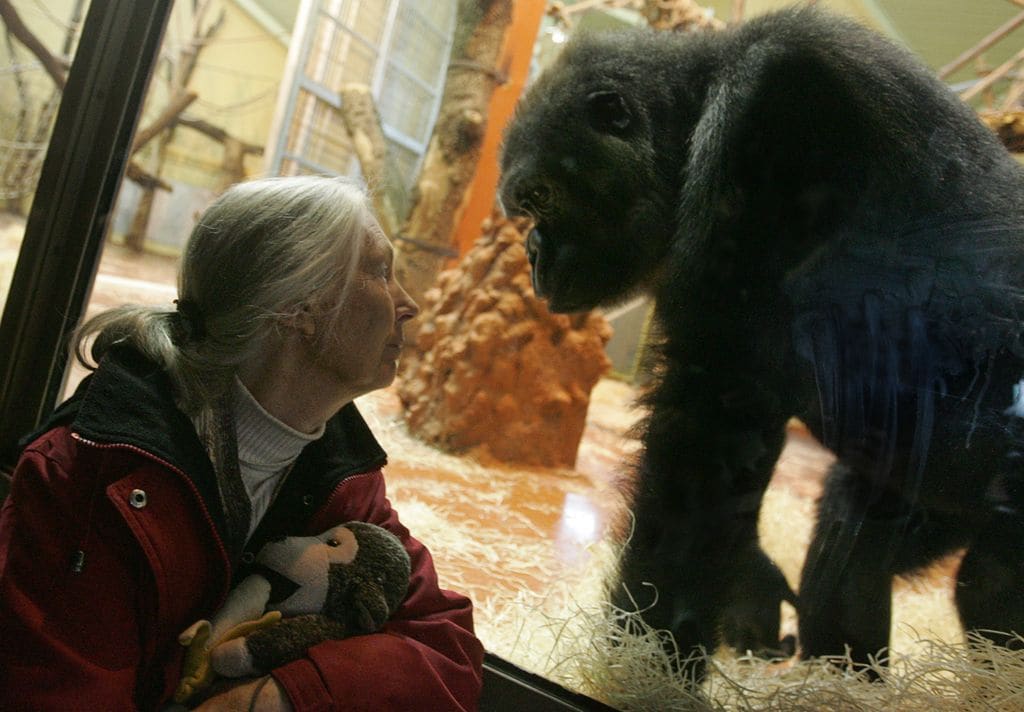 La primatóloga Jane Goodall, la autoridad en todo lo que respecta al mundo de los chimpancés, fotografiada en el Zoológico y Jardín Botánico de Budapest, en febrero de 2008, durante su visita a la capital húngara. 