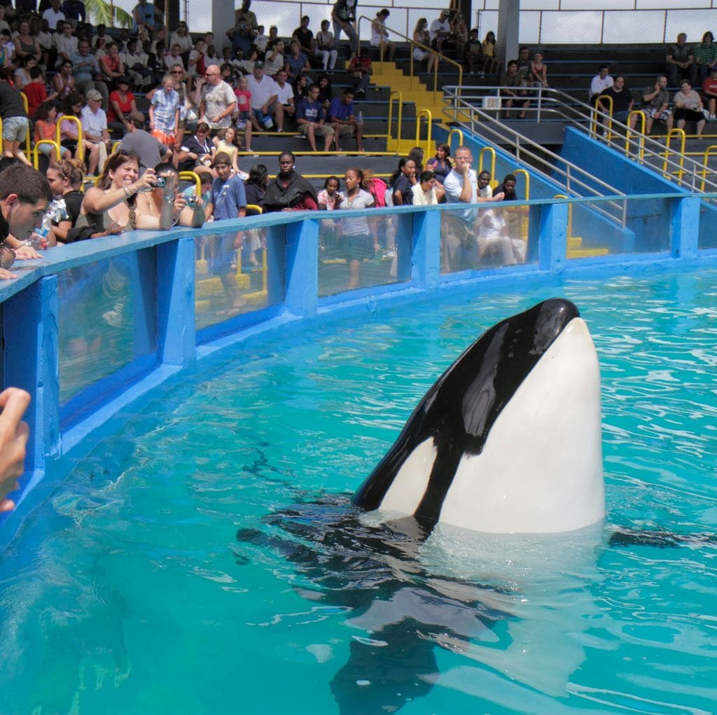 Lolita la orca