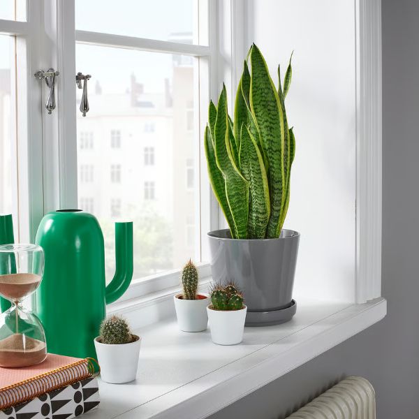 Sansevieria (Lengua de Suegra) IKEA