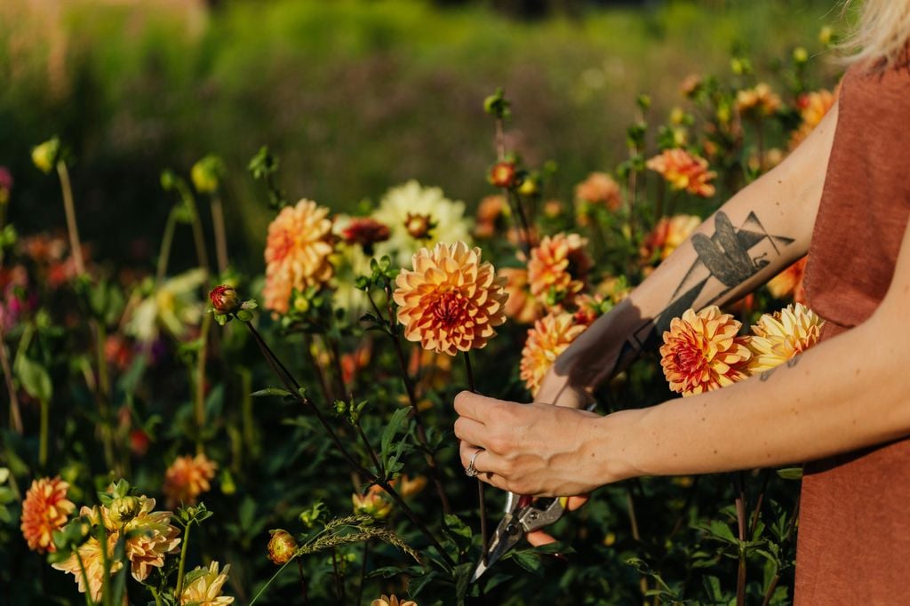 El pinzado de flores marchitas potencia la floración de la dalia