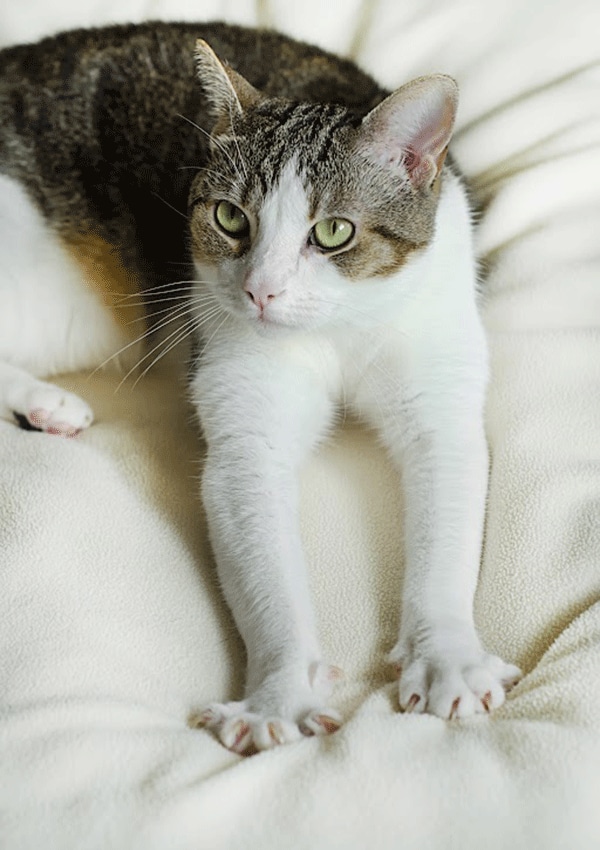 gato