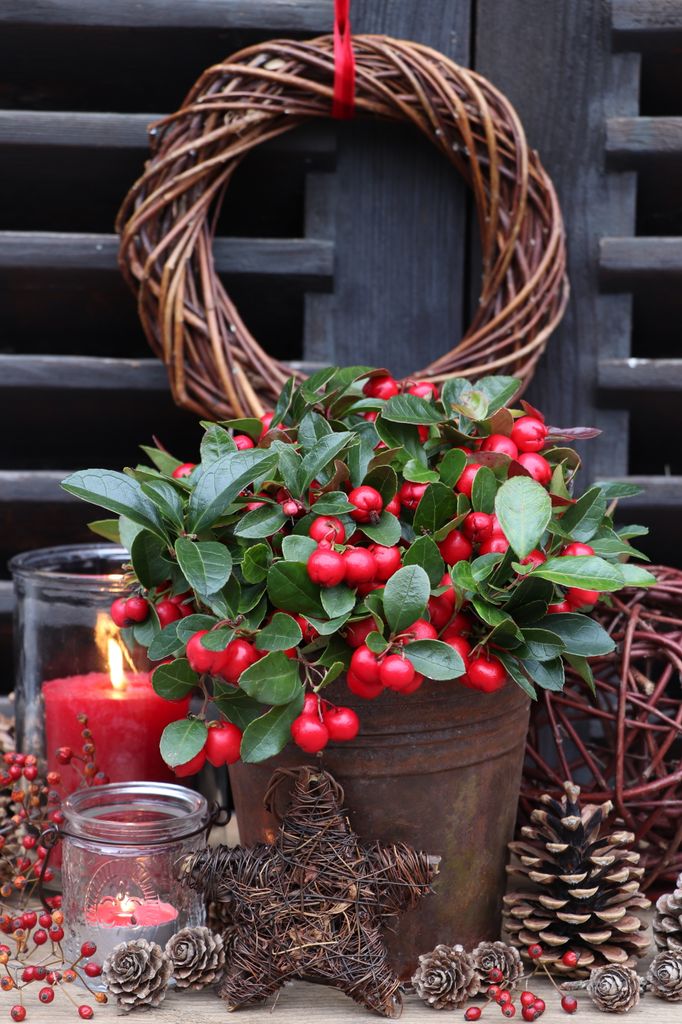Gaulteria planta de Navidad