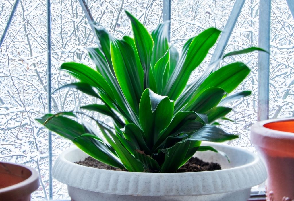 Ejemplar sano de aspidistra