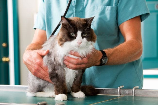 Veterinario