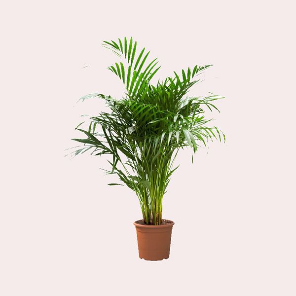 Areca Leroy Merlin