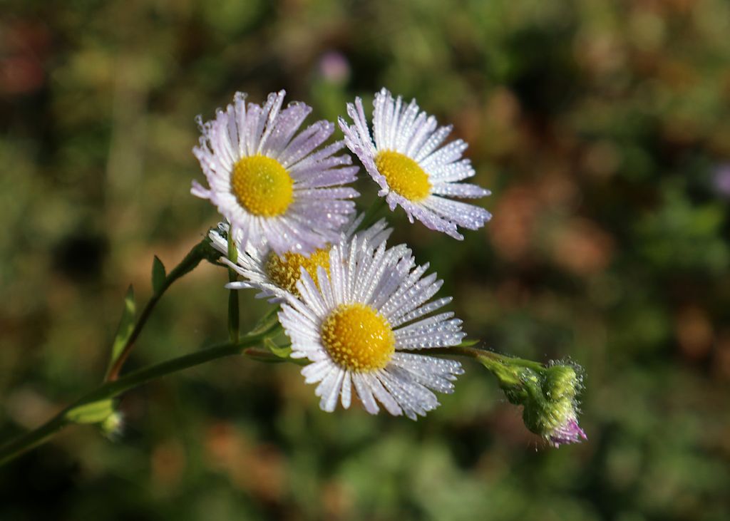 Vitadinia