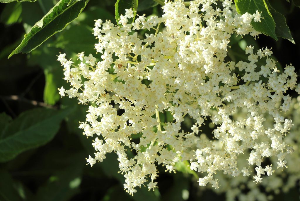 Flores del saúco (‘Sambucus nigra’)