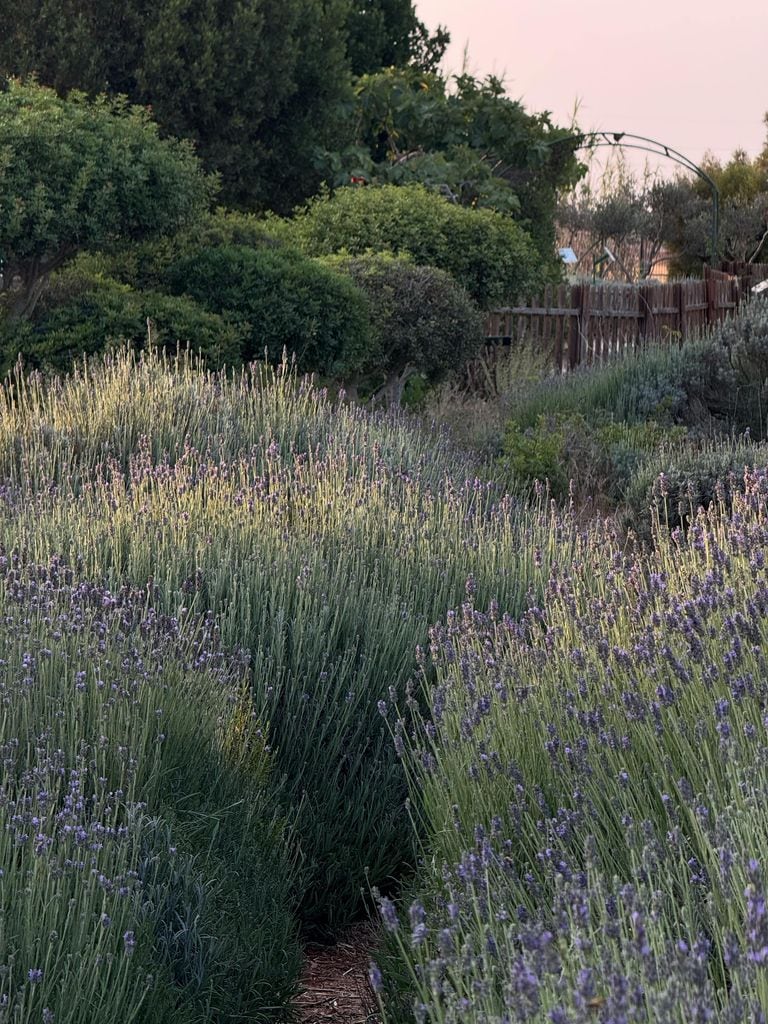 Lavandas (‘Lavandula’)
