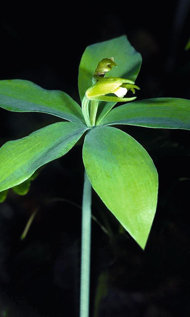 pogonia MUNDO SINGULAR 4074