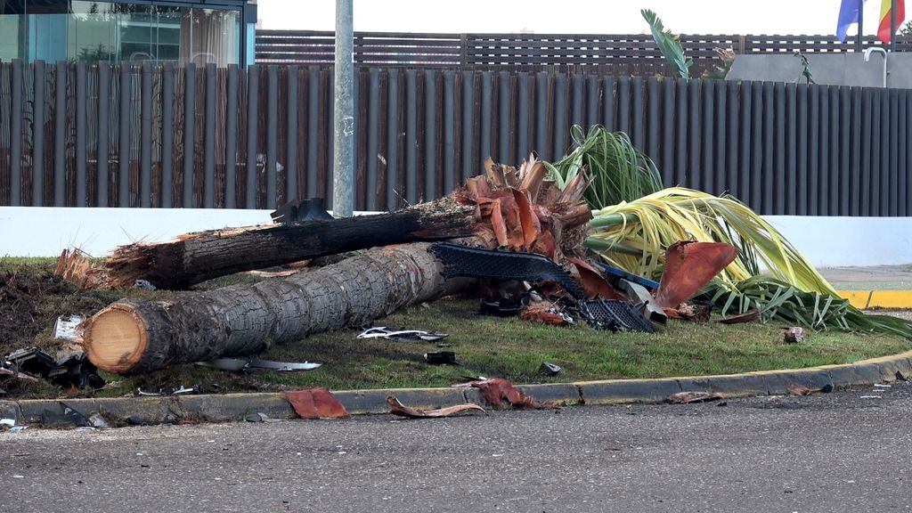 Así quedó la palmera que la furgoneta que conducía Cayetano Rivera derribó
