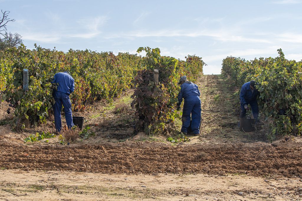 Pradorey celebra las Vendimias VIP, perfectas para adentrarse en la cultura del vino y pasar un día superdivertido con familia o amigos.