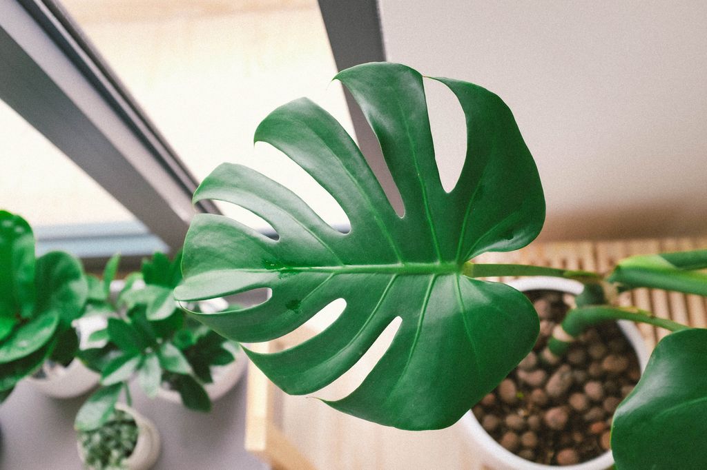 Monstera, una planta que requiere una humedad ambiental alta