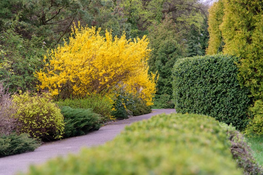 forsythia