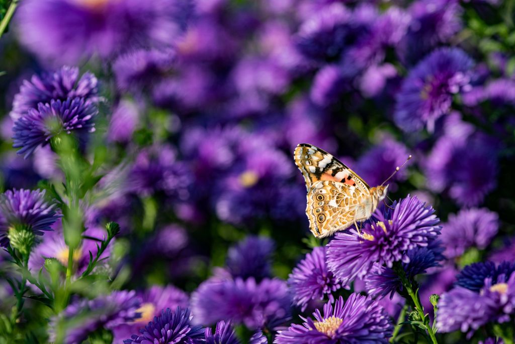 Flores del crisantemo (‘Chrysanthemum spp.’), una planta que repele a muchos insectos pero no a las beneficiosas y polinizadoras mariposas
