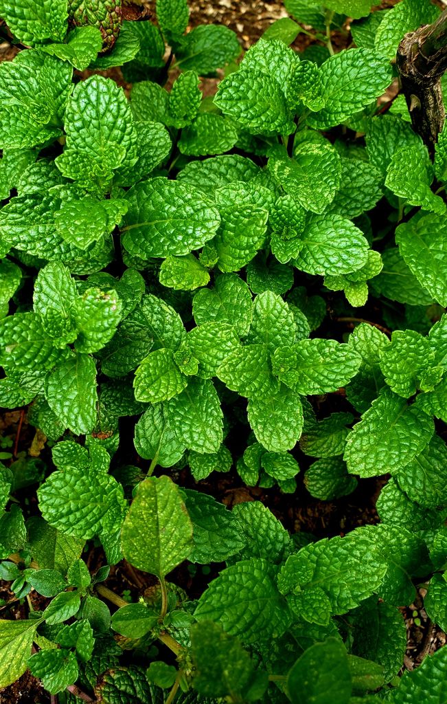 Detalle de las hojas de la menta (‘Mentha spicata’)
