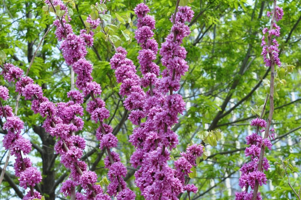 Detalle de las panículas, conjuntos de flores dispuestas en racimos ramificados, del árbol del amor (‘Cercis siliquastrum’) en primavera