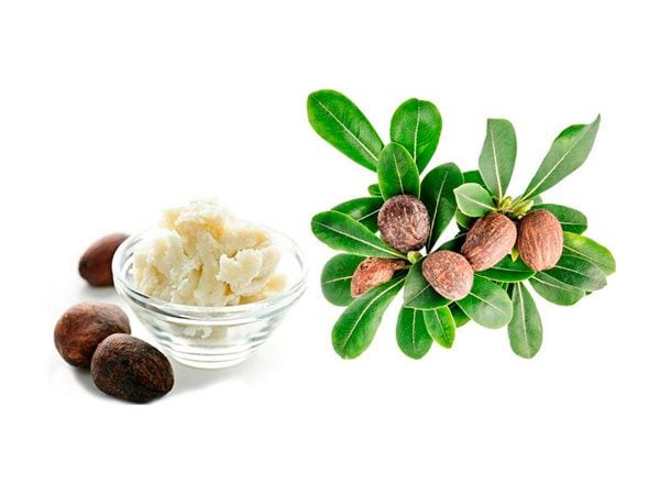 Nueces del árbol de karité