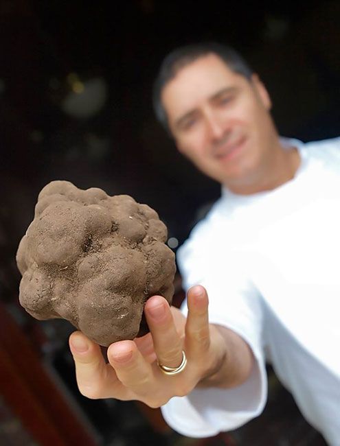 La trufa negra (Tuber Melanosporum) es una de las pasiones de Carmelo Bosque, en la 'Taberna Lillas Pastia', en Huesca.
