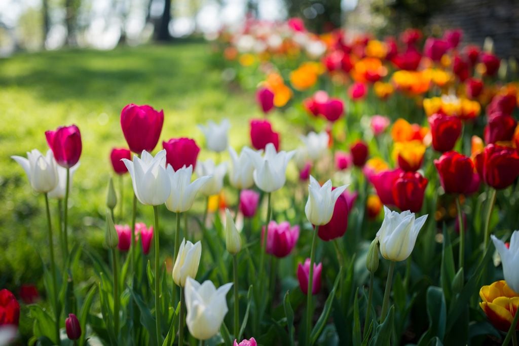 Tulipanes.