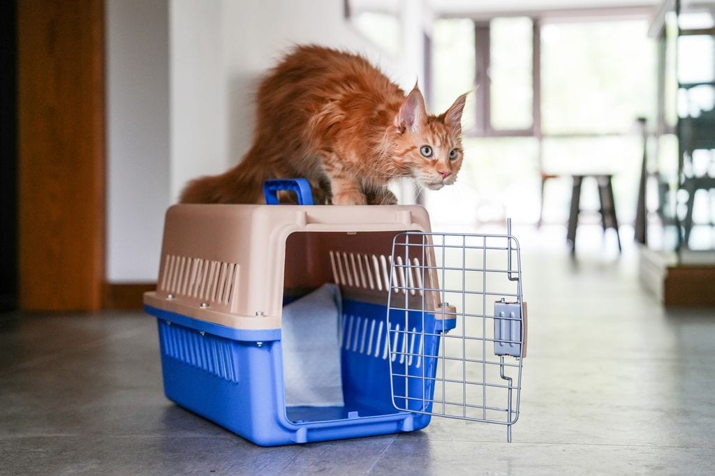 Gato asustado encima de un transportín 
