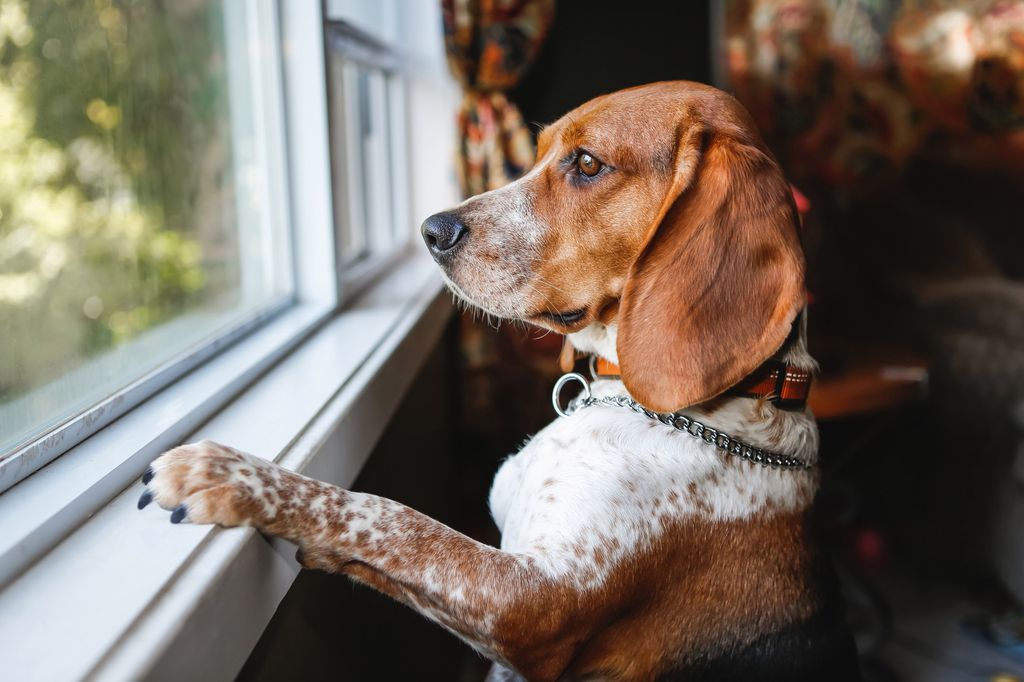 Perro mirando por la ventana esperando a su dueño