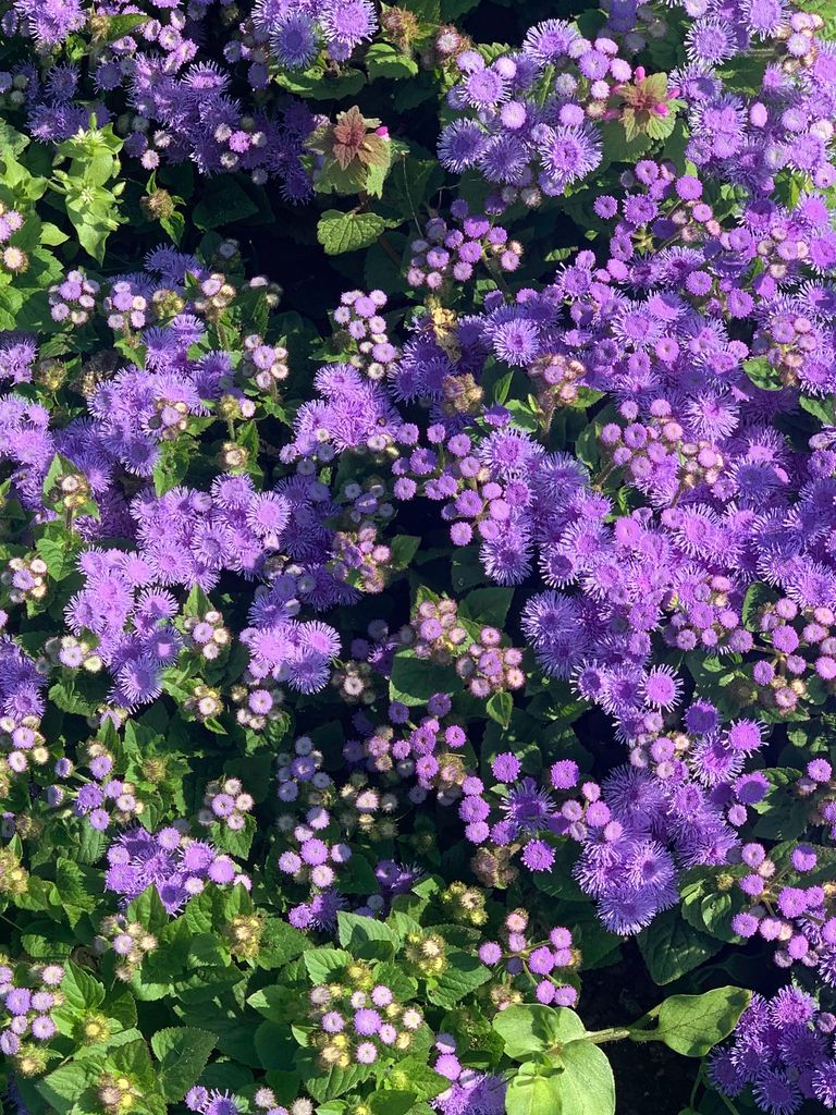 Agératos floridos 