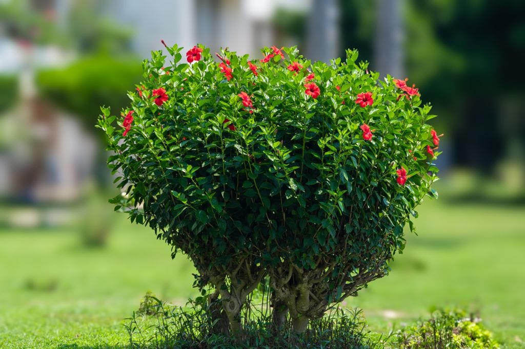 Arbusto de hibisco