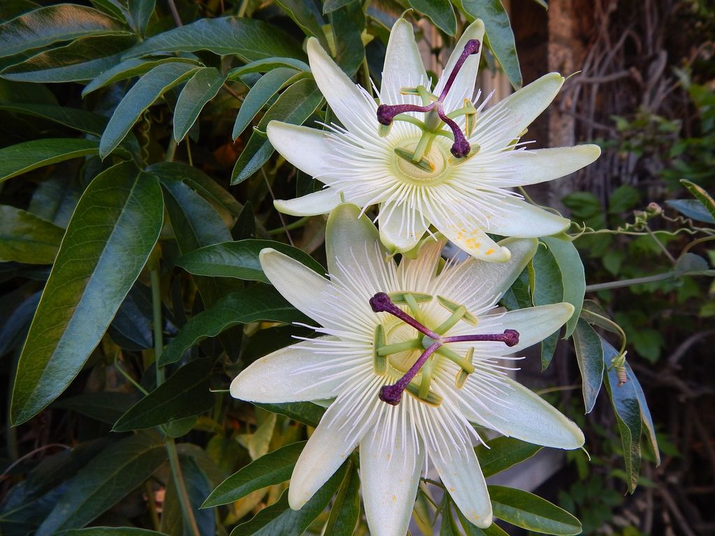 Pasiflora planta de exterior