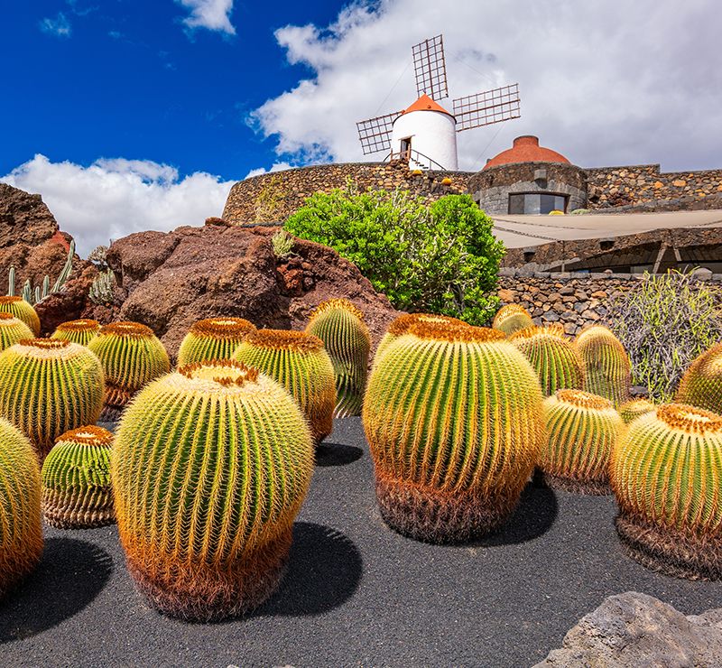 El Jardín de Cactus, en Guatiza, municipio de Teguise alberga más de 4.000 ejemplares de esta planta.