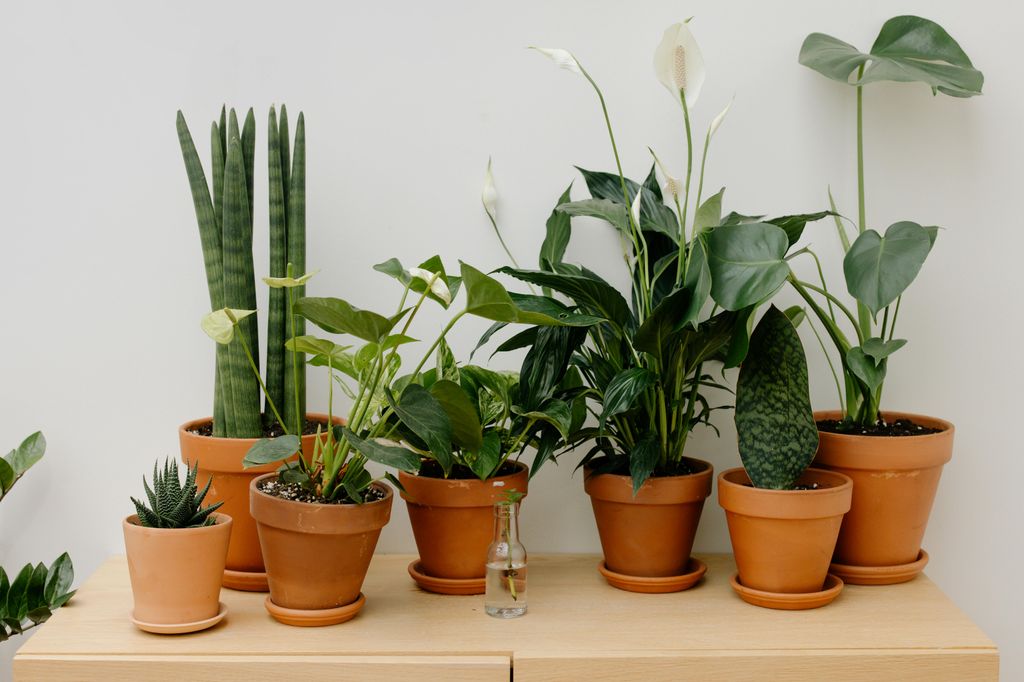 Rincón con plantas de interior. 