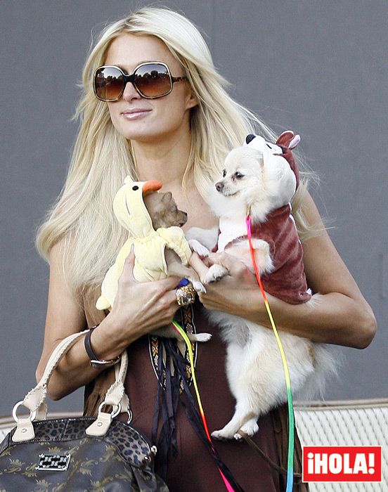 paris hilton y sus perros