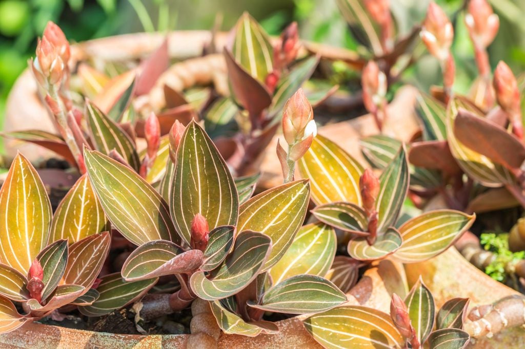 Ludisia discolor o orquídea joya