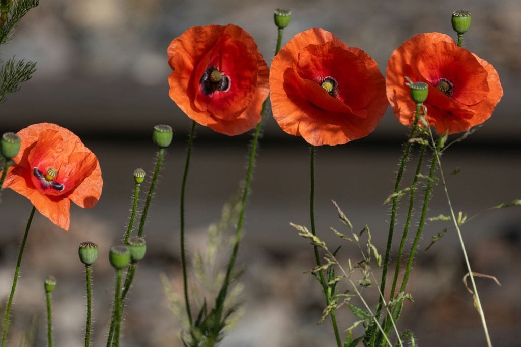 Amapola o Papaver