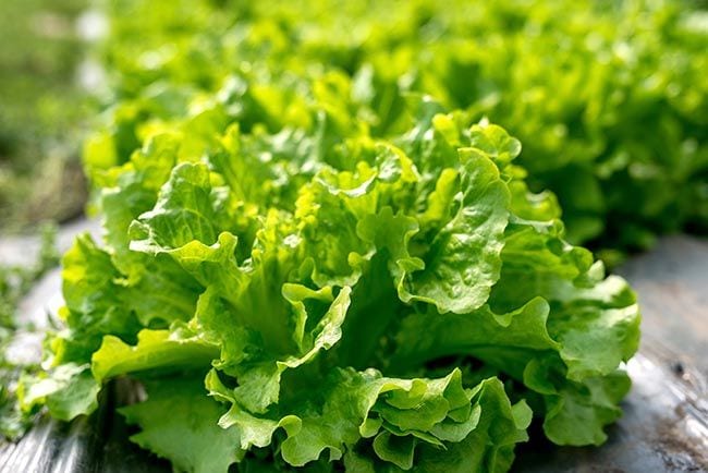 Formas de comer lechuga (que no son ensaladas) 