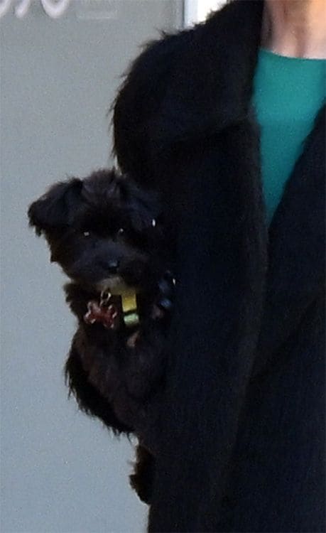 El perro de Irina Shayk