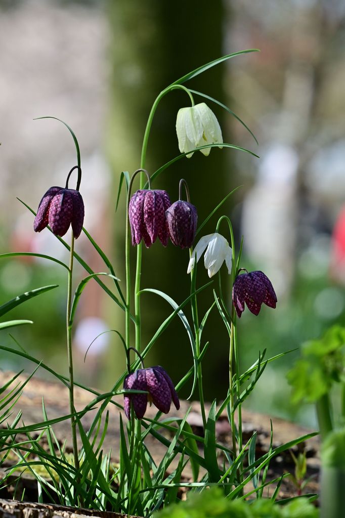 Bulbo fritilaria. 