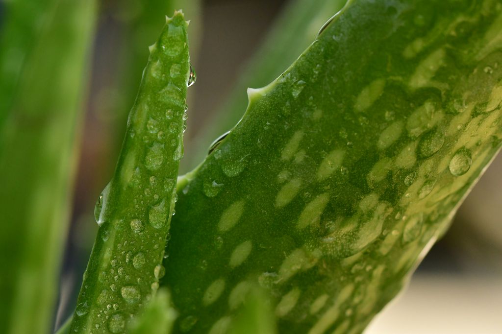 Hojas de aloe vera