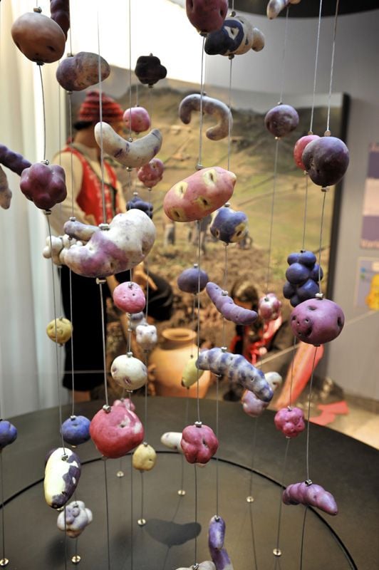Montaje del Museo con diferentes variedades de patatas colgadas en el techo.