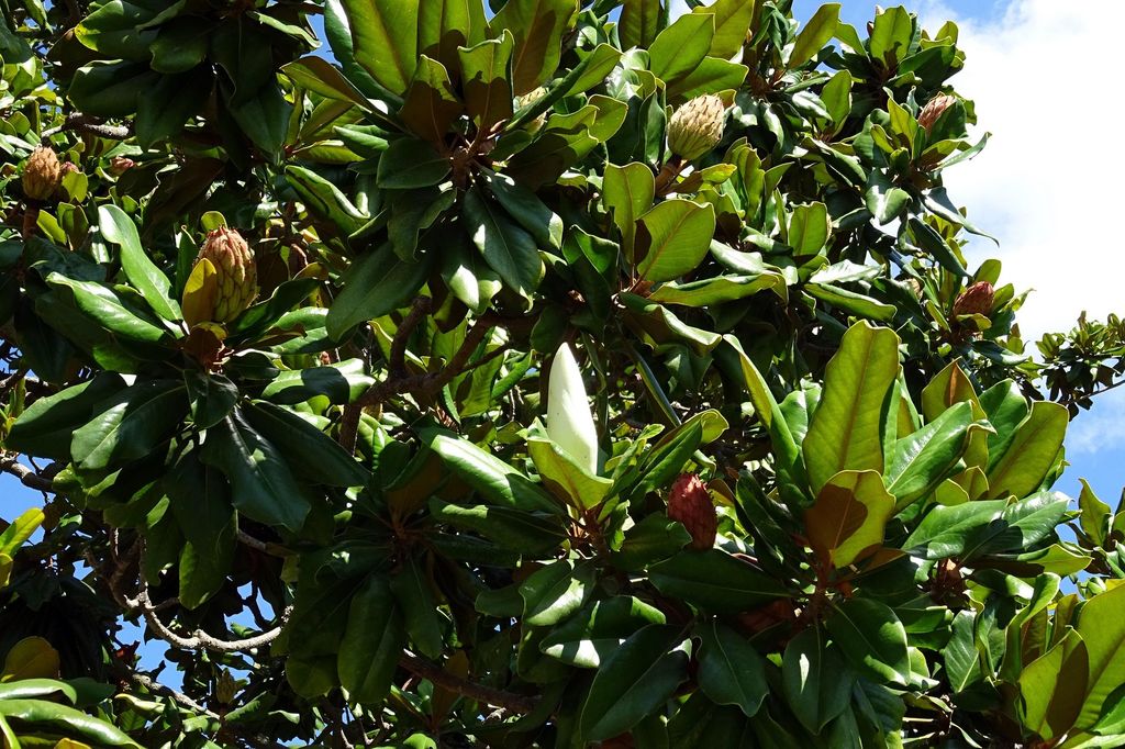 Magnolia grandiflora