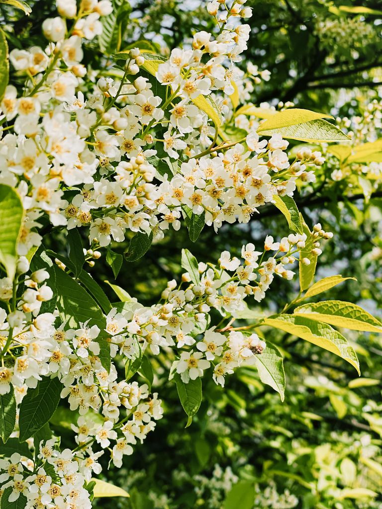 Prunus padus o cerezo de racimos